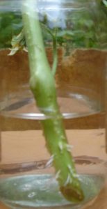 Free Tomato Plants: Rooting Tomatoes for an Extended Harvest Image